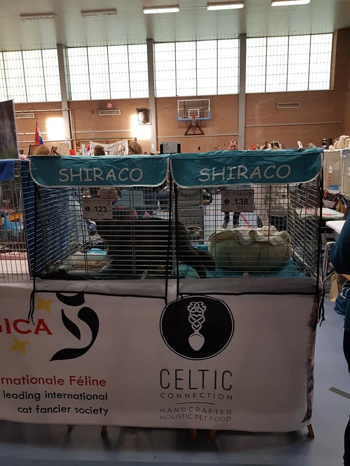 International cat show Sint-Truiden 24/11/2019