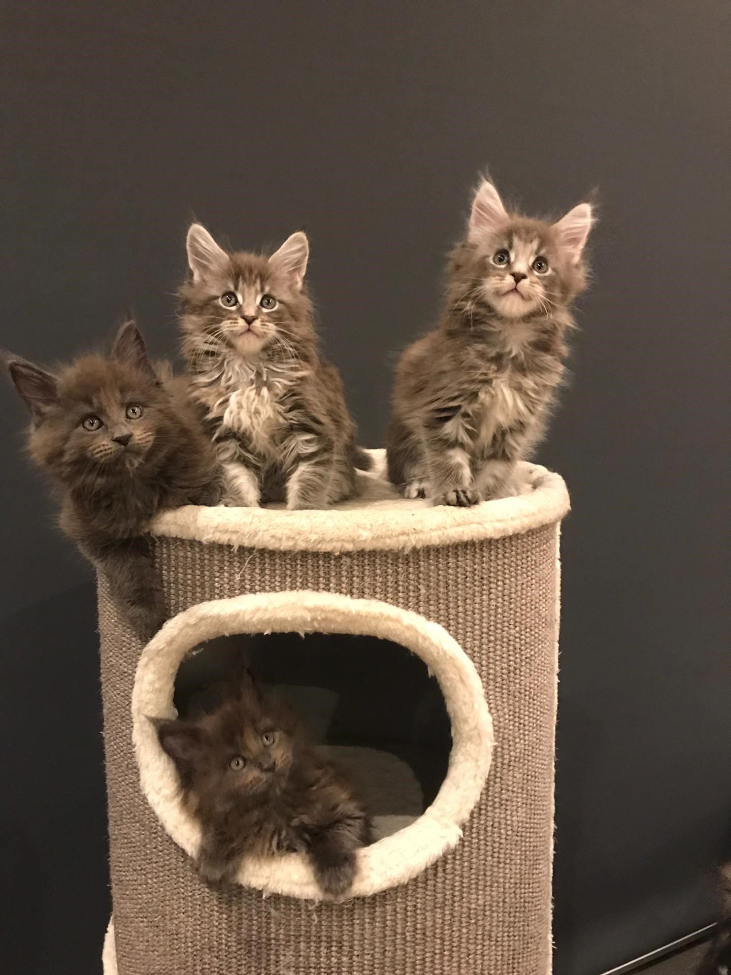 https://www.shiraco.be/wp-content/uploads/2020/04/Kittens.jpg